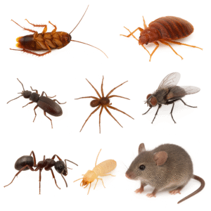 شركة إبادة حشرات ببيشة